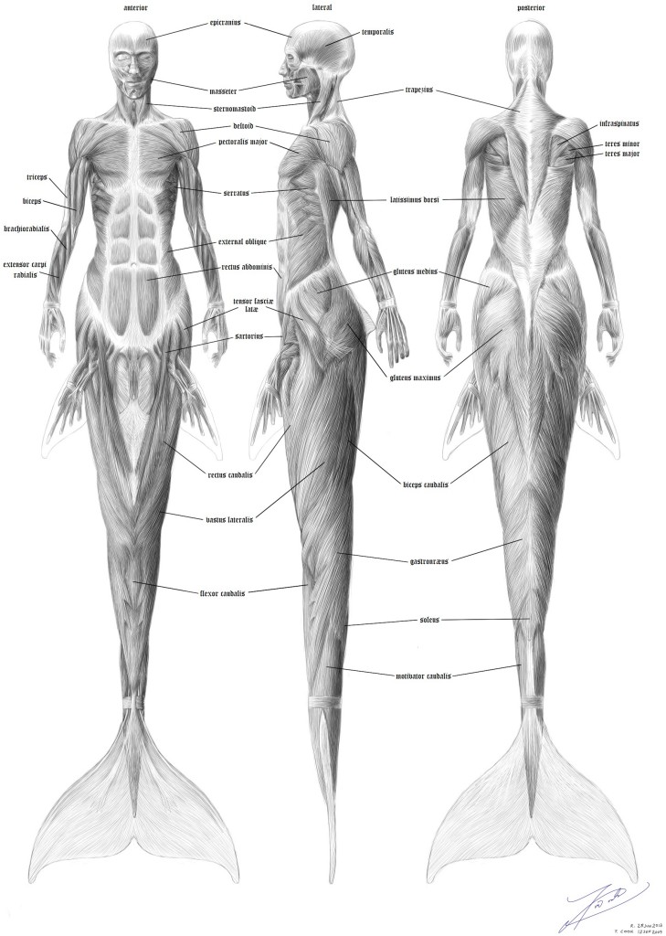 Drawings|Mermaid musculature